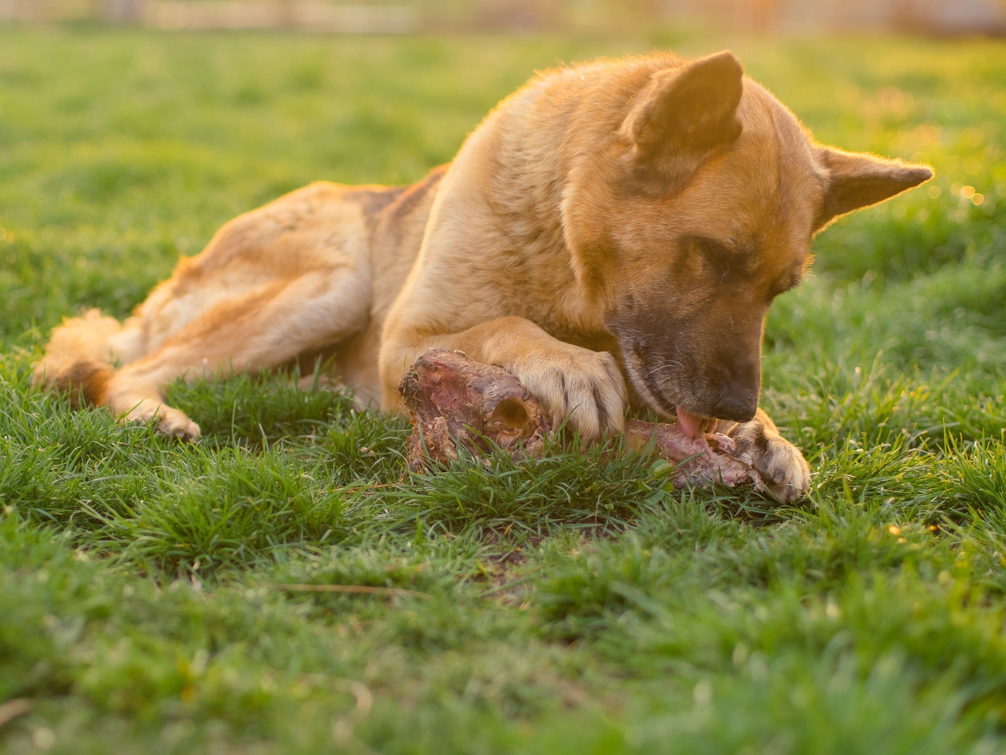 Can dogs eat brisket cheap bones