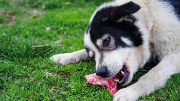 Raw Meaty Bones: Nature’s Original Chew Toys