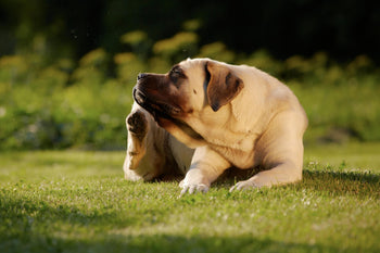 7 Health Problems Caused by the Wrong Dog Food