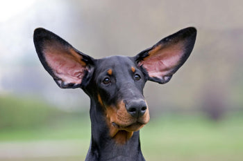 Food Dyes in Dog Food & Treats: What's the Point?
