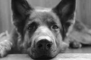 Caring for Your Dog's Vision: A Guide to Eye Health!