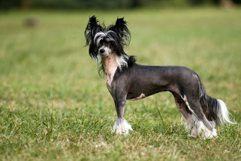 Go Naked! Hairless dog breeds