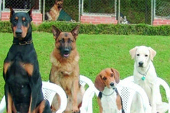 The No.1 Rule of Dog Training!