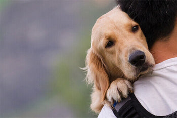 Don’t Freak Out If Your Dog Is Vomiting or Regurgitating!