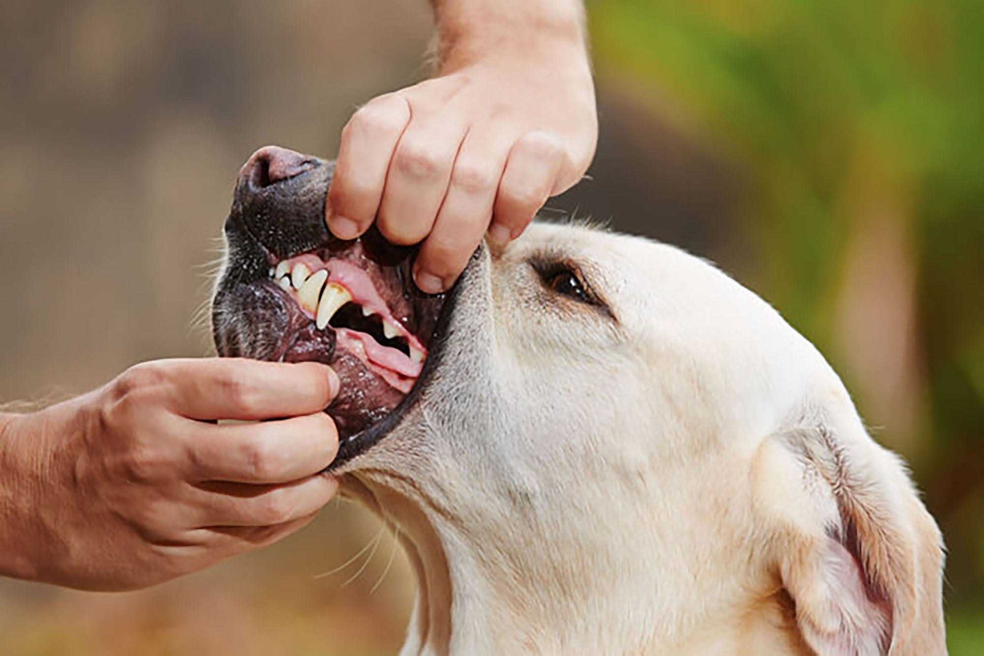 The 10 Point Canine Health Check You Can Do At Home Stay Loyal The 10 Point Canine Health Check You Can Do At Home Stay Loyal