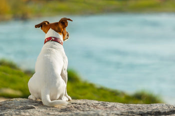 Dog Expert Says 80% of People are Feeding Their Dog’s the WRONG Amount. Doing this can Send Your Dog to an Early Grave.
