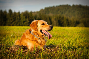 Is The Golden Retriever The Dog For You?