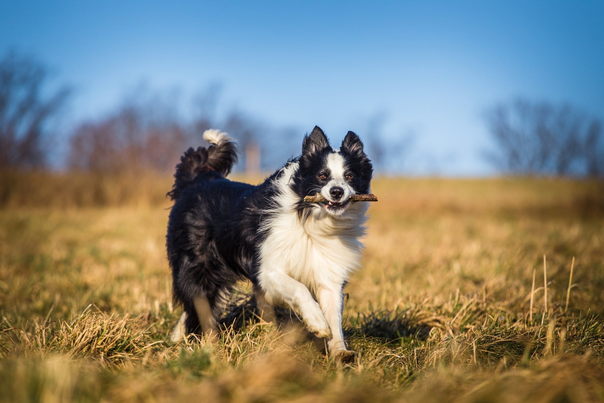 are border collies good protection dogs