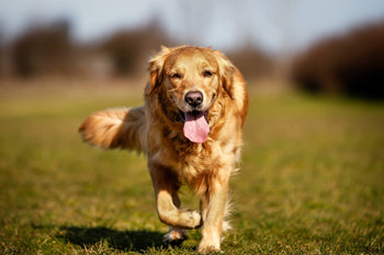 Why We Put Inulin in Stay Loyal Dog Food