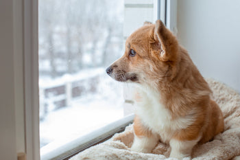 Pandemic Puppies: How to Manage Unsocialised Dogs Shaped by COVID-19