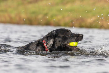 Safe Ways to Exercise your Senior Dog in Warm Weather