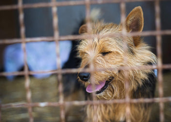 What to Look For in a Good Dog Kennel