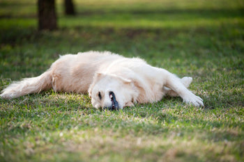 Weird Things Our Dogs Do That Are Perfectly Normal, But Gross Us Out!