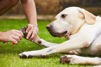 Dog Nail Clipping 101