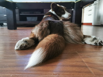 Why Is My Dog Constantly Licking Its Butt? Understanding and Addressing the Behaviour!