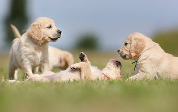 What to Think About When Choosing a Puppy Beyond Just Breed.