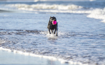 How To Teach Your Dog to Fetch!