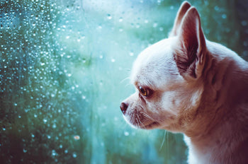 Signs of Stress in Dogs