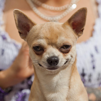 How to Stop Your Dog from Humping Your Leg (Or Anything Else)