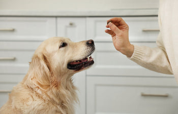 How to Give a Dog a Tablet