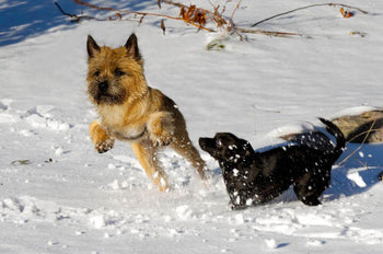 Should My Dog Be Fatter In Winter?