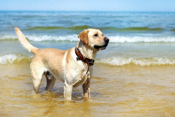 Is the Labrador Retriever the Dog for You?