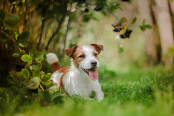 Unnatural Behaviours We Expect From Our Dogs