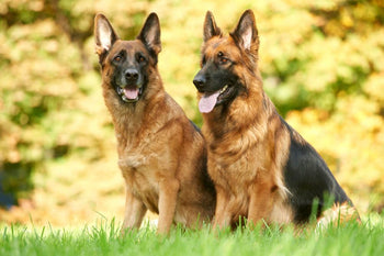 How Diet Can Help Manage Your Dog’s Thyroid Condition