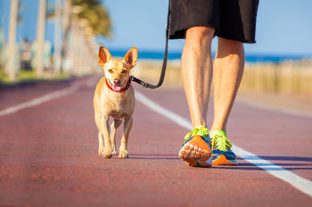 What Happens To Dog Paws On Hot Days?
