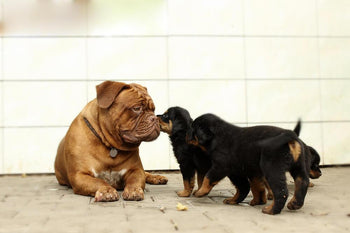 “10 Important Things To Get Your Puppy Used To ASAP!”