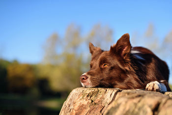 Things We Do that Stress Dogs Out Part 2