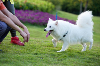 The Secret To Making your Dog Come EVERY Time You Call!