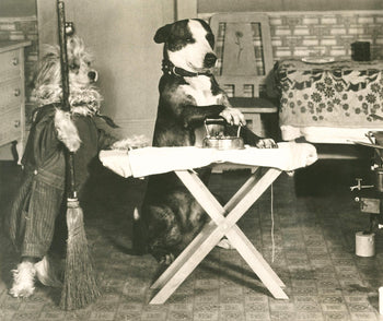 Useful Tricks to Teach Your Dog