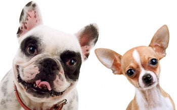 Does Your Dog Have Morals? New Study Says Your Dog IS Fair, and Not Because of You!