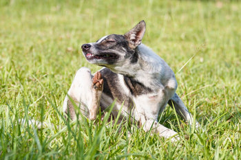 Flea and Worm Treatments – Are Any of Them Good?