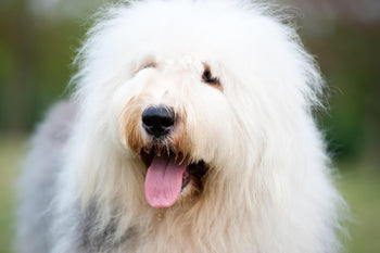 Urinary Tract Health: The Effects Of Spaying And Other Ways To Keep Your Dog Healthy