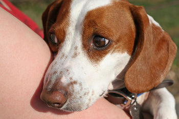 Holistic Ways to Calm a Nervous Dog