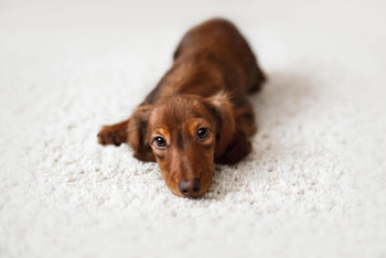 Why Does My Dog Stare At Me?