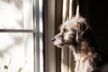 Keep Your Dog Safe During A Bushfire