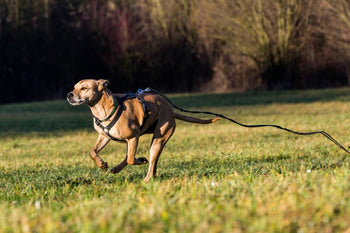 Getting Your Dog to Listen With Distractions