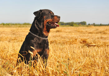 Why You Should Give Turmeric to Your Dog