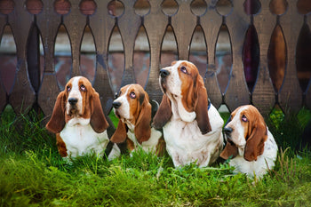 Your Dog's Gut Bacteria and Stress: How are They Related?