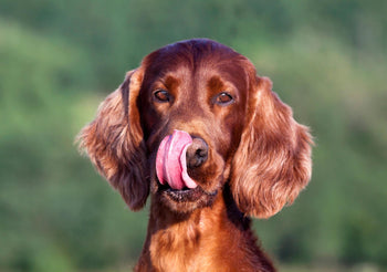 Simple Frozen Dog Treat Recipes