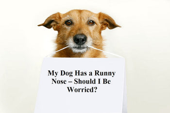 My Dog Has a Runny Nose – Should I Be Worried?