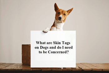 What are Skin Tags on Dogs and do I need to be Concerned?