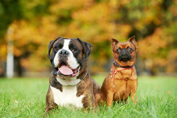 What’s the Best Diet for a Diabetic Dog?