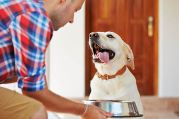 How to Teach Your Dog to Wait for His Meal