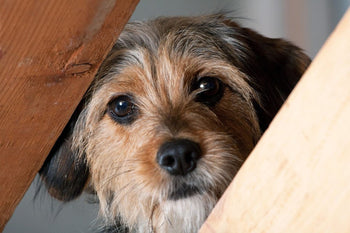 Holistic Ways To Calm A Nervous Dog