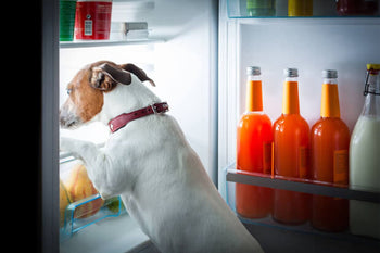 The Hunger Genes Is your dog always hungry? Maybe it’s in his genes—at least, if he’s a Labrador Retriever.