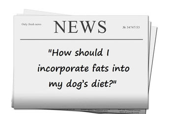 11 Reasons Why You Need to Check the Fat Levels in Your Dog’s Food!
